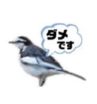 愉快！野鳥詰め合わせセット！！（個別スタンプ：16）