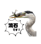 愉快！野鳥詰め合わせセット！！（個別スタンプ：20）