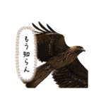 愉快！野鳥詰め合わせセット！！（個別スタンプ：30）