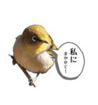 愉快！野鳥詰め合わせセット！！（個別スタンプ：31）