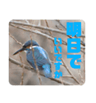 愉快！野鳥詰め合わせセット！！（個別スタンプ：36）