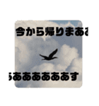 愉快！野鳥詰め合わせセット！！（個別スタンプ：37）