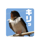 愉快！野鳥詰め合わせセット！！（個別スタンプ：38）