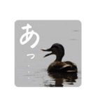 愉快！野鳥詰め合わせセット！！（個別スタンプ：40）