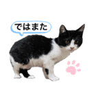 ハチワレにゃんこ第六弾（個別スタンプ：3）