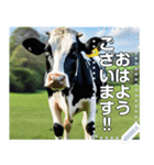 乳牛ホルスタイン【リアル風】（個別スタンプ：1）