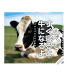 乳牛ホルスタイン【リアル風】（個別スタンプ：2）