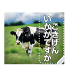 乳牛ホルスタイン【リアル風】（個別スタンプ：3）