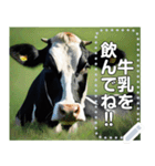 乳牛ホルスタイン【リアル風】（個別スタンプ：4）