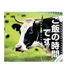 乳牛ホルスタイン【リアル風】（個別スタンプ：5）