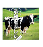 乳牛ホルスタイン【リアル風】（個別スタンプ：6）