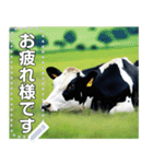 乳牛ホルスタイン【リアル風】（個別スタンプ：7）
