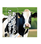 乳牛ホルスタイン【リアル風】（個別スタンプ：9）