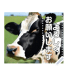 乳牛ホルスタイン【リアル風】（個別スタンプ：10）