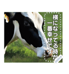 乳牛ホルスタイン【リアル風】（個別スタンプ：12）