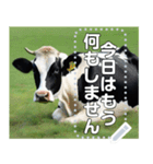 乳牛ホルスタイン【リアル風】（個別スタンプ：13）