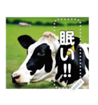 乳牛ホルスタイン【リアル風】（個別スタンプ：14）