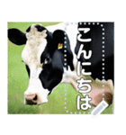乳牛ホルスタイン【リアル風】（個別スタンプ：16）