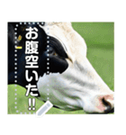 乳牛ホルスタイン【リアル風】（個別スタンプ：17）