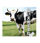 乳牛ホルスタイン【リアル風】（個別スタンプ：18）