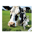 乳牛ホルスタイン【リアル風】（個別スタンプ：19）