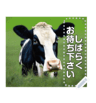乳牛ホルスタイン【リアル風】（個別スタンプ：20）