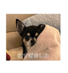 ココのリアルスタンプ2（個別スタンプ：4）