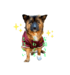 元野犬のぴーすけ（個別スタンプ：1）