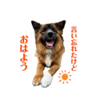 元野犬のぴーすけ（個別スタンプ：3）