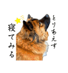 元野犬のぴーすけ（個別スタンプ：4）