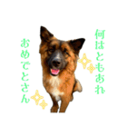 元野犬のぴーすけ（個別スタンプ：5）
