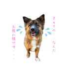 元野犬のぴーすけ（個別スタンプ：6）