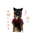元野犬のぴーすけ（個別スタンプ：7）