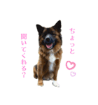 元野犬のぴーすけ（個別スタンプ：8）