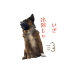 元野犬のぴーすけ（個別スタンプ：9）