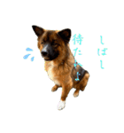元野犬のぴーすけ（個別スタンプ：10）
