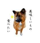 元野犬のぴーすけ（個別スタンプ：11）