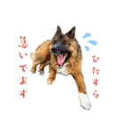 元野犬のぴーすけ（個別スタンプ：12）