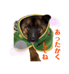 元野犬のぴーすけ（個別スタンプ：13）
