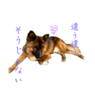 元野犬のぴーすけ（個別スタンプ：14）