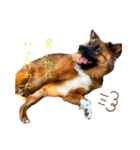 元野犬のぴーすけ（個別スタンプ：17）
