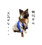 元野犬のぴーすけ（個別スタンプ：18）
