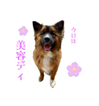 元野犬のぴーすけ（個別スタンプ：19）