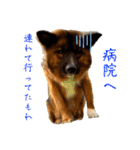 元野犬のぴーすけ（個別スタンプ：20）