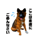 元野犬のぴーすけ（個別スタンプ：22）