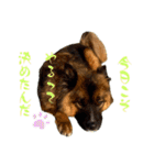 元野犬のぴーすけ（個別スタンプ：23）