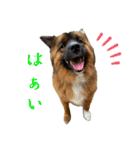 元野犬のぴーすけ（個別スタンプ：24）