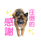 元野犬のぴーすけ（個別スタンプ：25）
