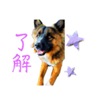 元野犬のぴーすけ（個別スタンプ：26）