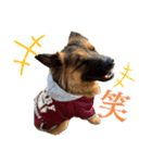 元野犬のぴーすけ（個別スタンプ：27）
